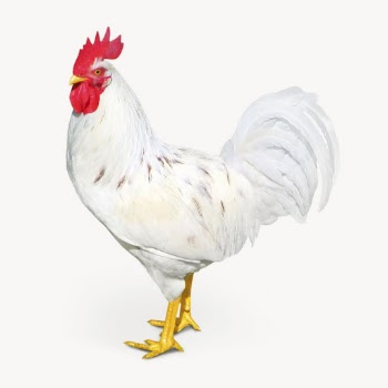 Chicken watercolor illustration, cute animal | Free Photo - rawpixel