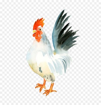Chicken Watercolor painting Rooster Paper - Big white cock 