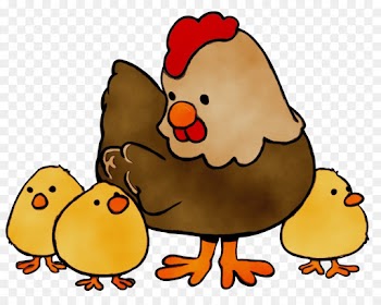 Chicken, Zazzle, Tshirt, Cartoon PNG