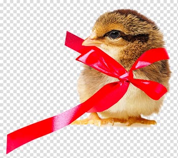 Chickens as pets , Department ribbon chick transparent background PNG clipart