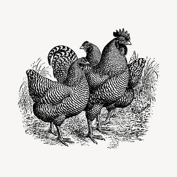 Chickens clipart, vintage hand drawn | Free Vector - rawpixel