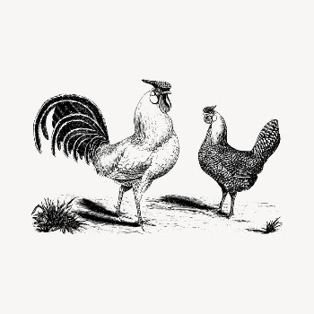 Chickens  clipart, vintage hand | Free Vector - rawpixel