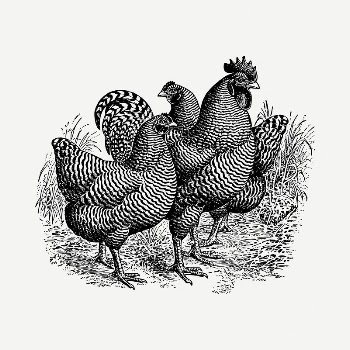 Chickens drawing, vintage illustration psd. | Free PSD - rawpixel