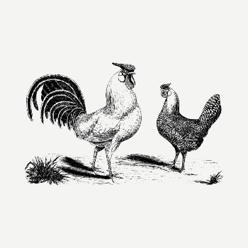 Chickens drawing, vintage illustration psd. | Free PSD - rawpixel