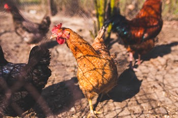 Chickens on traditional free range