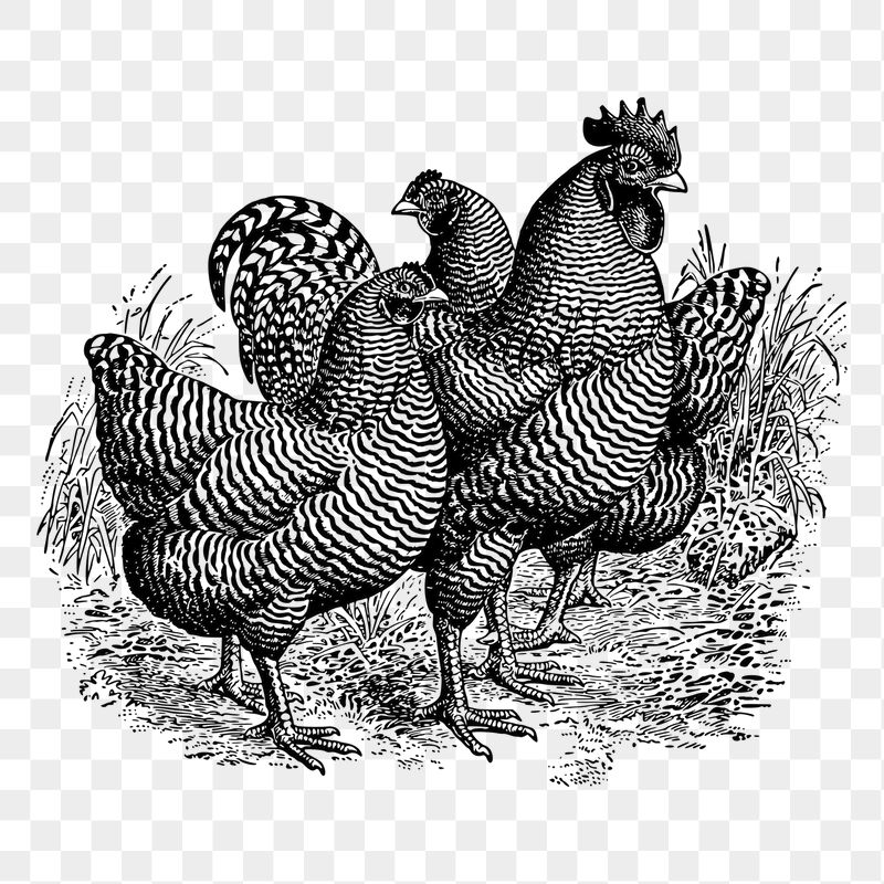 Chickens png sticker illustration, transparent | Free PNG - rawpixel