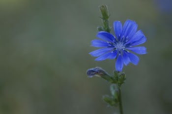 Chicory. Free public domain CC0 | Free Photo - rawpixel