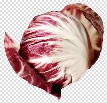Chicory Mesclun Recipe Salad Vegetable, Radicchio transparent background PNG clipart