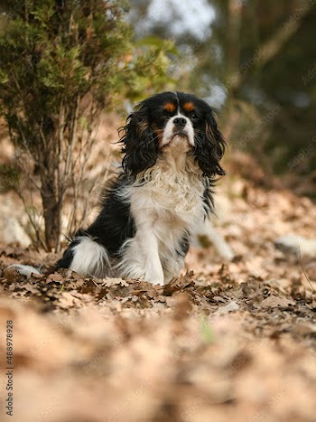 Chien cavalier king charles pour un shooting