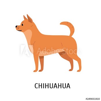 Chihuahua