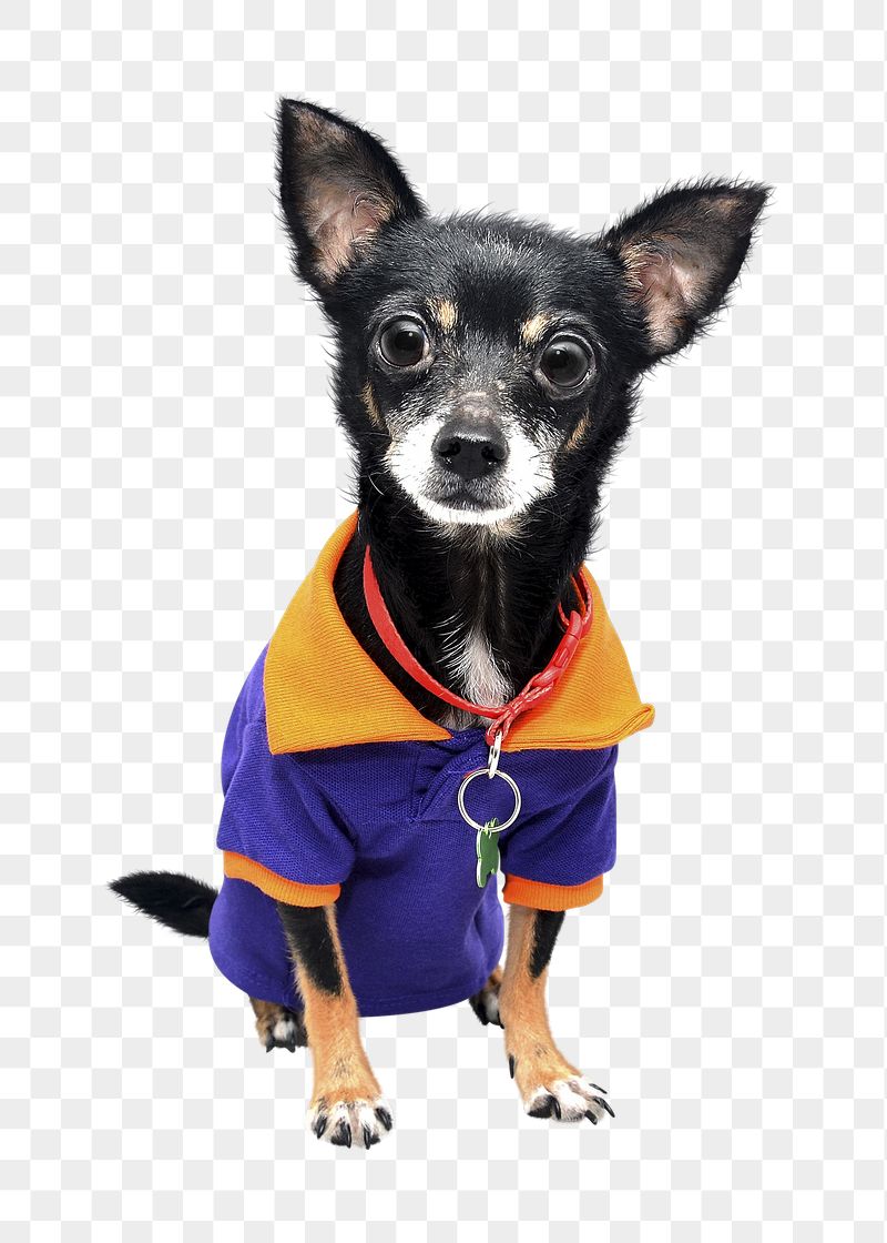 Chihuahua dog png sticker, transparent | Free PNG - rawpixel