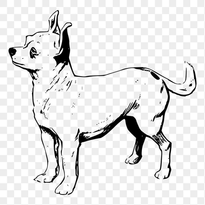 Chihuahua dog png sticker, vintage | Free PNG - rawpixel