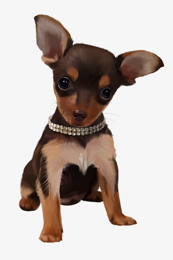 Chihuahua, Dog, Puppy PNG Image and Clipart for Free Download