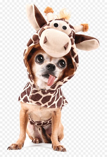 Chihuahua Giraffe Halloween costume Stock photography - giraffe 
