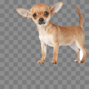 Chihuahua png 3 » PNG Image