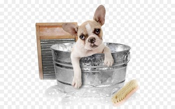 Chihuahua Pomeranian Cat Dog grooming Pet - Dog in the bath 