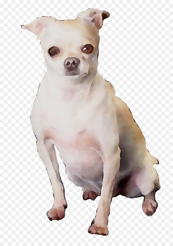 Chihuahua Puppy Dog breed Companion dog Toy dog -  