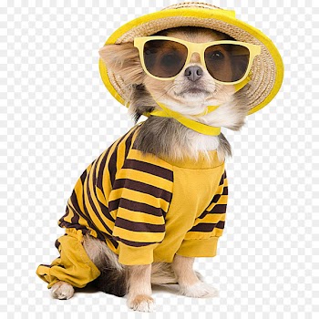 Chihuahua Puppy T-shirt Stock photography Sunglasses - Cool dog with sunglasses 