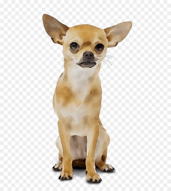 Chihuahua Russkiy Toy Puppy Yoana Wedding Organizer Dog breed -  