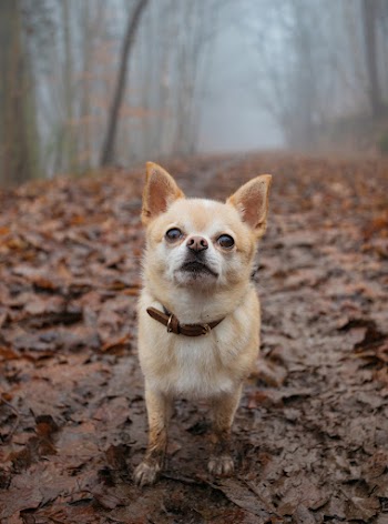 Chihuahua Standing On Mud