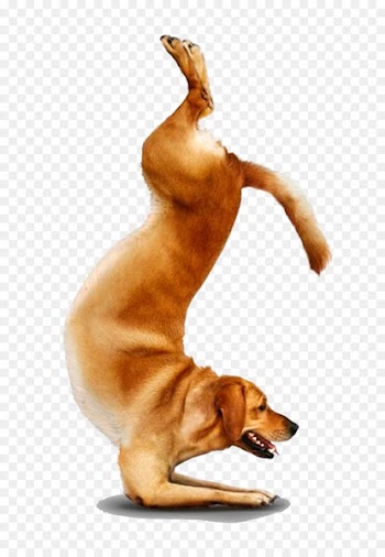 Chihuahua Yoga Dogs Doga Adho mukha śvānāsana - Yoga Dogs 