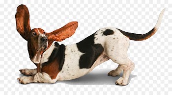 Chihuahua Yoga Dogs Warrior Pose: How Yoga (Literally) Saved My Life Doga - Yoga Dogs 
