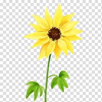 Child Cartoon Cuteness Illustration, sunflower transparent background PNG clipart