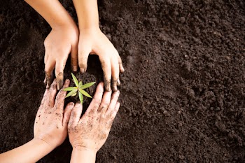 Child hands holding and caring a young green plant Free Photo
