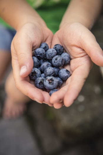 Child holding fresh blueberries 