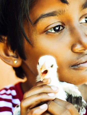 Child Holding White Chick