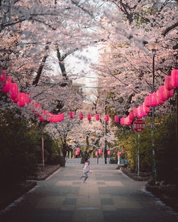 Child on Paved Walkway With Lanterns Under Cherry Blossom Trees