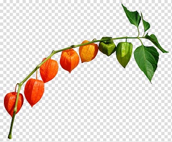 Chili pepper Peruvian groundcherry , others transparent background PNG clipart