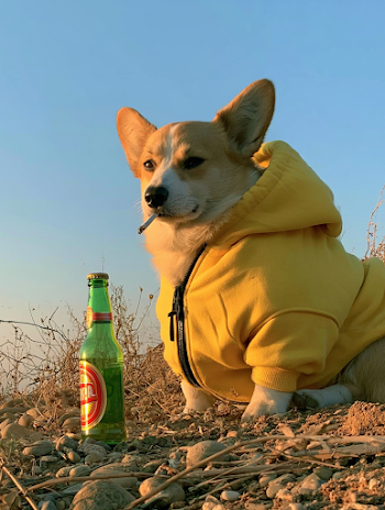 Chill Corgi in Yellow Hoodie on Rocky Hillside