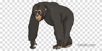 Chimpanzee 1 Illustration - Twinkl