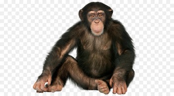 Chimpanzee Gorilla Ape Monkey Orangutan - Gorilla sitting 