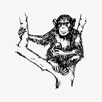 Chimpanzee monkey drawing, vintage animal | Free Vector Illustration - rawpixel