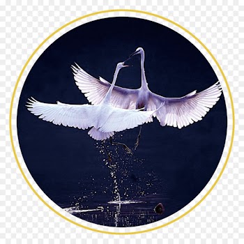 China Bailu Poster Solar term - Swan Stock Photos 