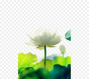 China Buddhism Bodhi Falun Gong Tathu0101gata - Fresh lotus antiquity 
