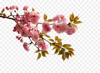 China Cherry blossom Flower Peach - Lush pink cherry blossoms 