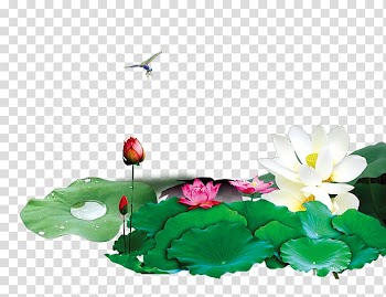 China Compendium of Materia Medica Computer file, Mid-folding design lotus transparent background PNG clipart