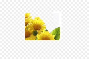 China Double Ninth Festival Tung Shing 9u67089u65e5 Traditional Chinese holidays - sunflower 