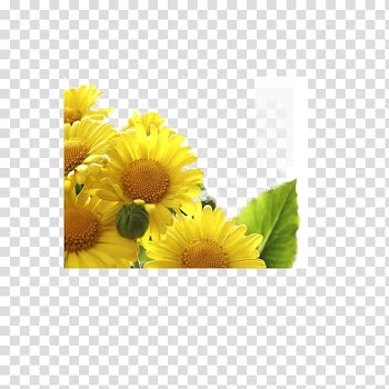 China Double Ninth Festival Tung Shing 9u67089u65e5 Traditional Chinese holidays, sunflower transparent background PNG clipart