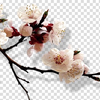 China Exhibition Place Rou jia mo Book Library, White peach transparent background PNG clipart