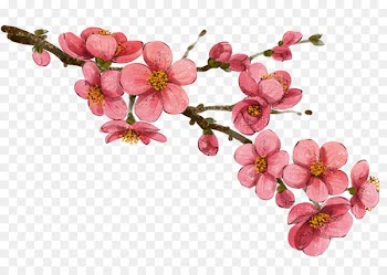 China Flower Drawing Illustration - Plum flower 