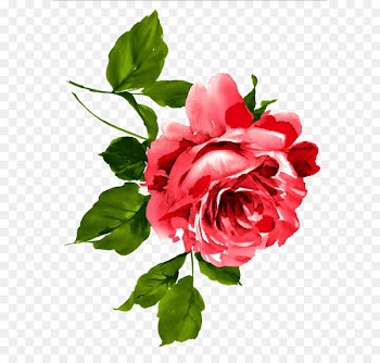China Flower Peony Floral emblem Chinese - flowers 