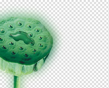 China Nelumbo nucifera Chinoiserie Budaya Tionghoa, Lotus leaf transparent background PNG clipart