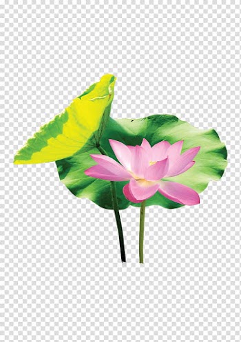 China Poster Advertising , Lotus lotus leaf transparent background PNG clipart