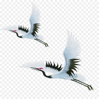 China Red-crowned crane Bird - Flying crane 