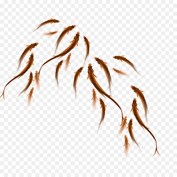 China u5b54u5b50u4f20 Fish Clip art - Fish swimming 
