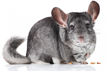 Chinchilla png 1 » PNG Image